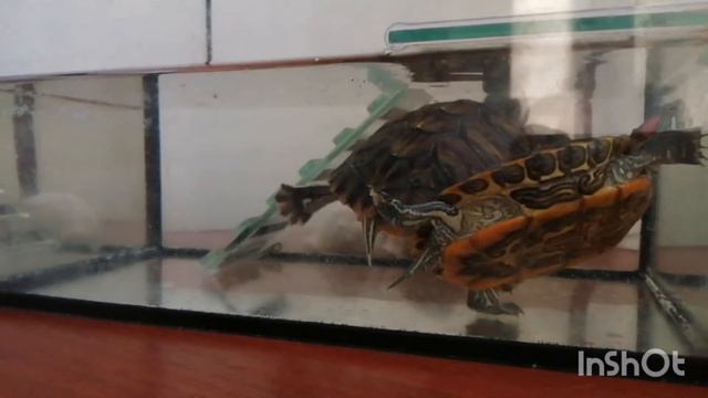 ЖИЗНЬ ЧЕРЕПАХ!!!! смотреть онлайн