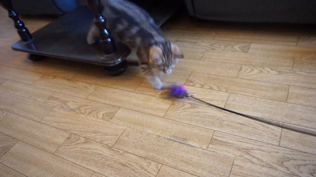 Do hypoallergenic cats exist? смотреть онлайн