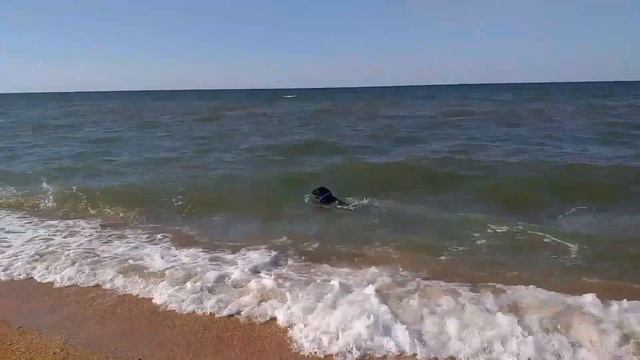 Счастье Лабрадора - много моря! смотреть онлайн
