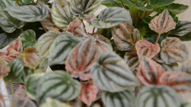 Пеперомия Пинк Леди смотреть онлайн