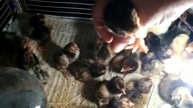 Павловские цыплята смотреть онлайн