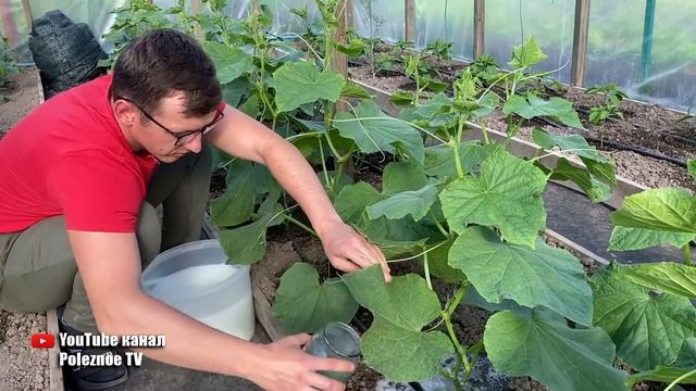 Огурцы обожают эту белую подкормку! Огурцы засыплют Вас урожаем раньше срока. смотреть онлайн