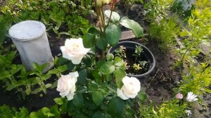 Капуста Сахарное сердце, обзор розария