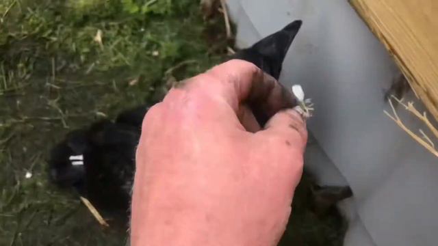 Карлуша учится летать смотреть онлайн
