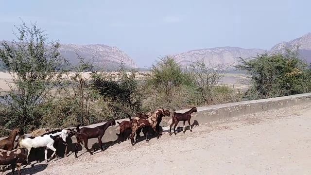 Стадо коз в горах смотреть онлайн