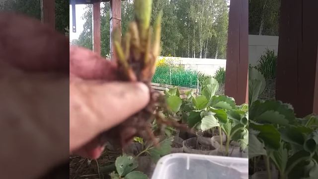 Клубника,рассада клубники,уход часть1 смотреть онлайн