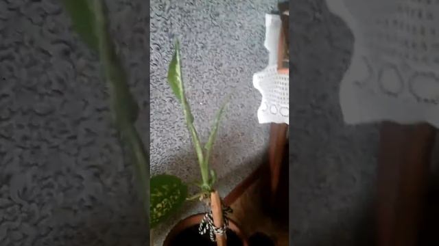 Динамики просто рвёт смотреть онлайн