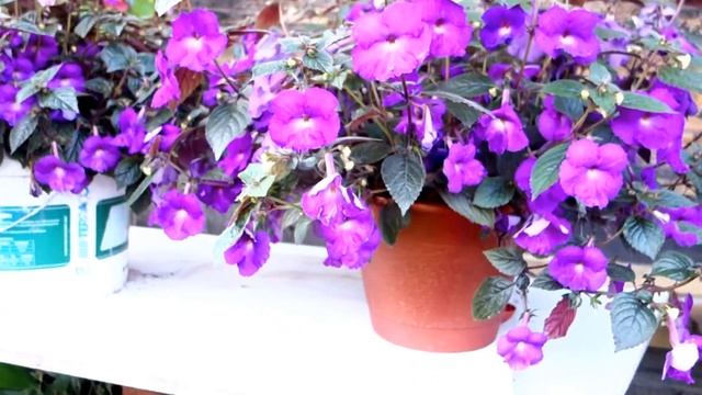 Ахименес на улице: да или нет? смотреть онлайн