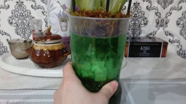 Орхидея без корней.Мильтониопсис.((( смотреть онлайн