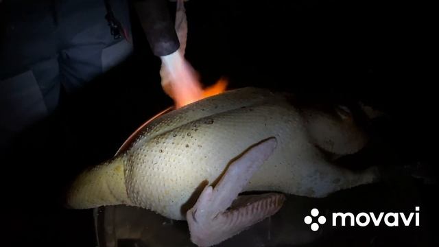 Убираю селезня во время линьки/Как получить красивую товарную тушку