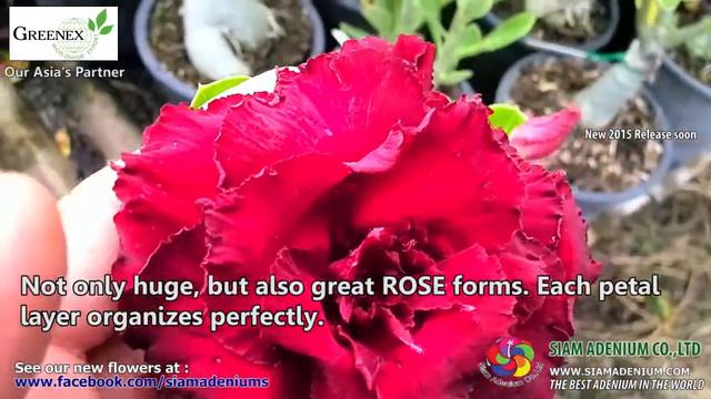 "Code 358" New 2015 Rosy Adenium смотреть онлайн