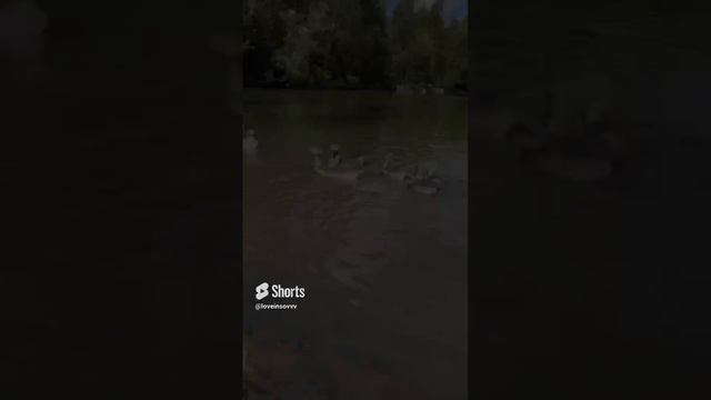 Кусочек нашего похода с лучшей компанией ❤️✨.   #рекомендации #loveinsovvv#природа