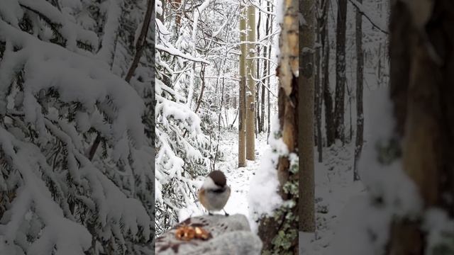 Робкая гаичка #shortvideo #мончегорск #мурманск #recommended смотреть онлайн