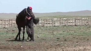 как Казахи обучают лошадей