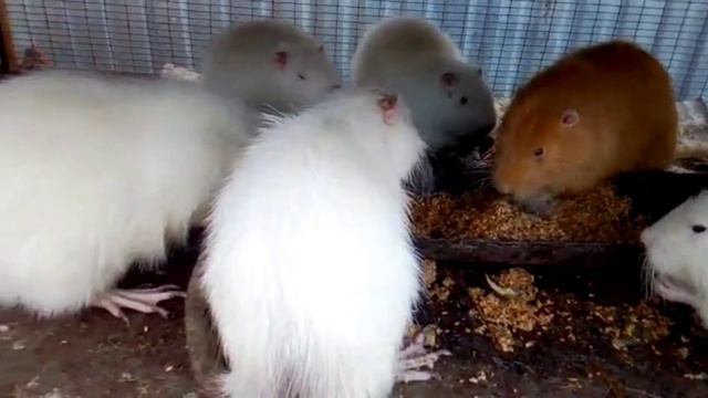 Свадьба у нутрий смотреть онлайн