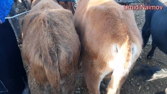 BUXORO G'IJDUVON MOL BOZOR .БУХОРО ГИЖДУВОН МОЛ БОЗОР.  7 октября 2020 г.