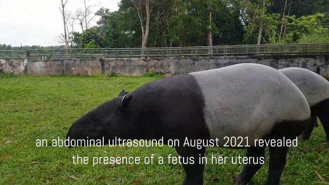 #26 Malayan tapir : 5th month of pregnancy смотреть онлайн