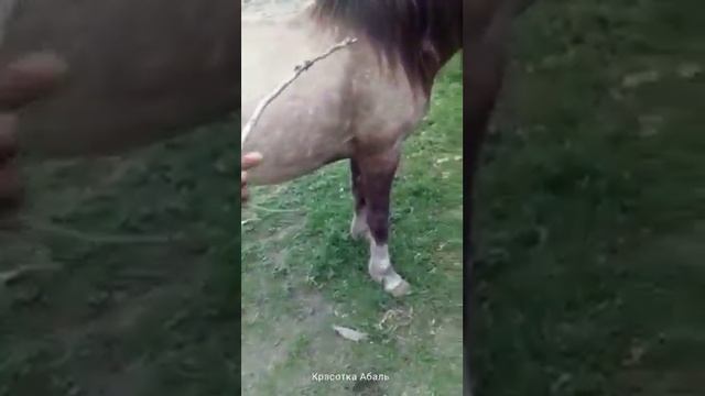 Обучение дикой лошади смотреть онлайн