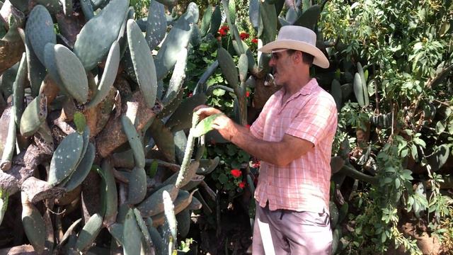 Pandemic Food Security- The Prickly Pear, Nopales, Opuntia ficus-indica смотреть онлайн