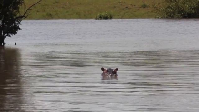 Masai Mara National Park Safari смотреть онлайн