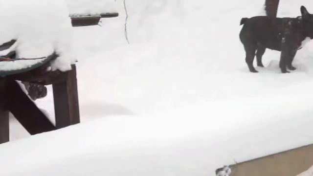Щенки французского бульдога Барни — снежные гонки