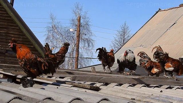 Pavlov roosters cock-a-doodle-doo Поёт петушиный хор sings the chorus павловские петухи смотреть онлайн
