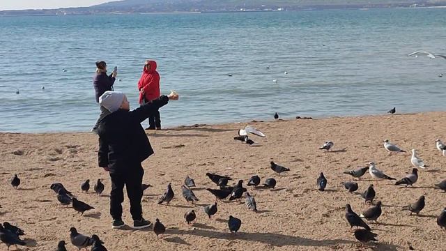 Геленджик. Кормление птиц с рук – главное развлечение на море в низкий сезон смотреть онлайн