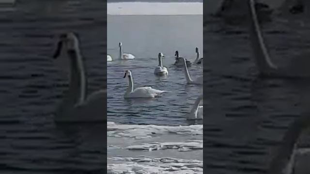 лебеди г Бийск смотреть онлайн