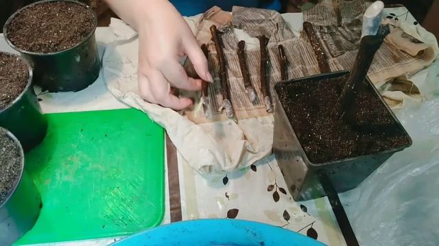 Укоренение инжира 2. смотреть онлайн