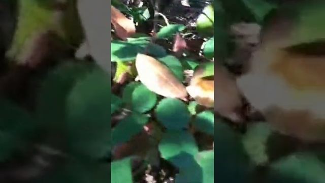 ОПЯТА В СОЧИ ЕСТЬ!!! смотреть онлайн