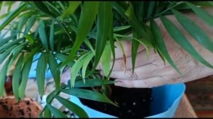 ХАМЕДОРЕЯ. ПЕРЕСАДКА И УХОД