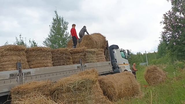 Вот и мы с сеном/ Купили "золотое" сено/ Нужно закупить зерновые. смотреть онлайн