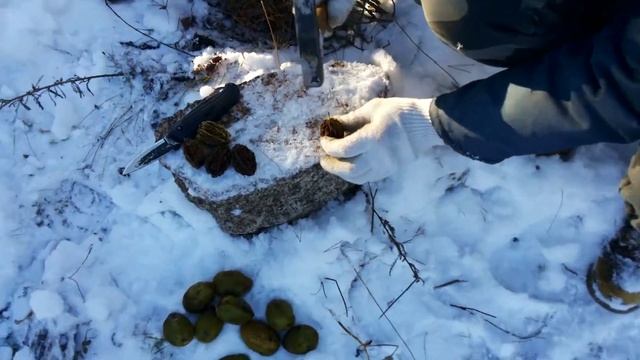 Как извлечь ядро серого ореха. How to remove a kernel of a (Juglans cinerea)(Butternut) gray nut. смотреть онлайн
