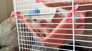 МОИ КРЫСЫ ? || УХОД и СОДЕРЖАНИЕ: клетка моих крыс))
