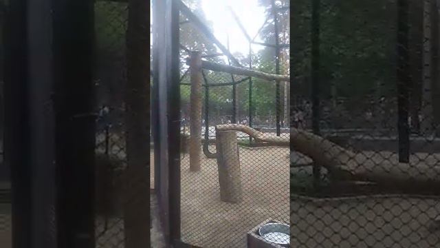Андский кондор смотреть онлайн