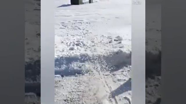Собаки есть везде смотреть онлайн