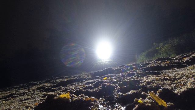 В лесу обнаруженно что то загадочное.Никто не знает что это.Загадочные огни в туманном лесу. смотреть онлайн