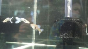 ВЫСТАВКА АКВАРИУМНЫХ РЫБ. "РУССКИЕ АКВАРИУМЫ"#аквариум#аквариумные#рыбки#русскиеаквариумы