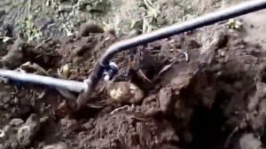 Картофелекопатель мотолебедки Бычок