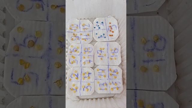 замачивание семян перца перед посевом смотреть онлайн