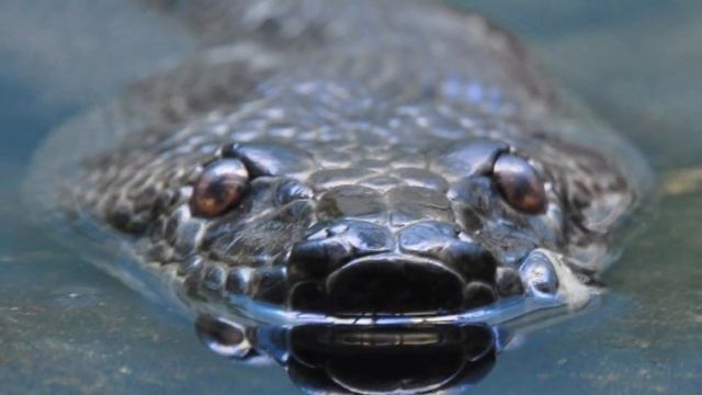 GREEN ANACONDA VS RETICULATED PYTHON - Who is the king of the snakes? смотреть онлайн