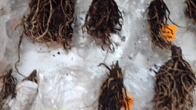 Хосты от Francen Hostas.. 2023 весна...как выглядит посадочный материал из оптового прайса (1 часть смотреть онлайн