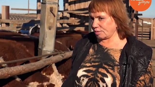 Евдокия Гребенщикова разводит более 7 000 голов крупного рогатого скота английской породы – герефор смотреть онлайн
