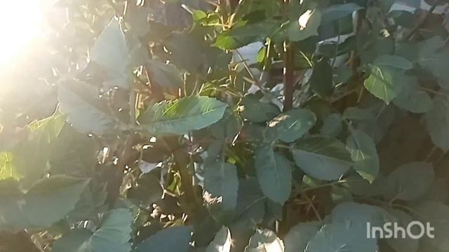 Лечо /Расцвели георгины /Закрутила компоты /Влог о жизни в деревне смотреть онлайн