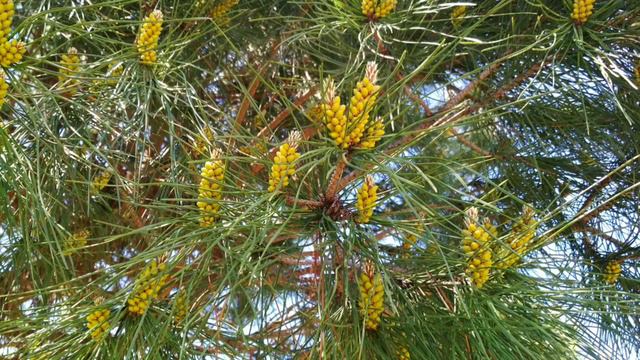 №106 Флора Адлера(Сочи), зелёный Адлер.