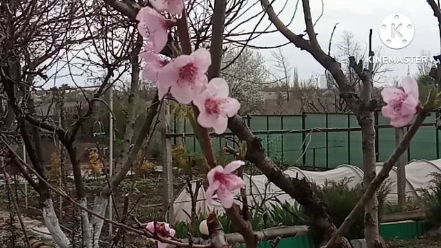 Один раз в год сады цветут. смотреть онлайн