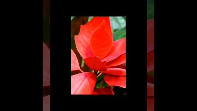 Практика "Внутренняя Улыбка" смотреть онлайн