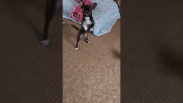 Чихуахуа учит команды смотреть онлайн