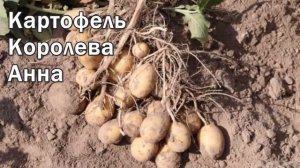 Картофель Королева Анна Описание Характеристика