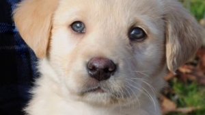 Интересные факты о золотистом ретривере